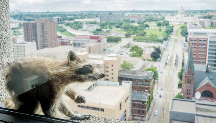 Mapache sensación online de Minnesota capturado en lo alto de un rascacielos