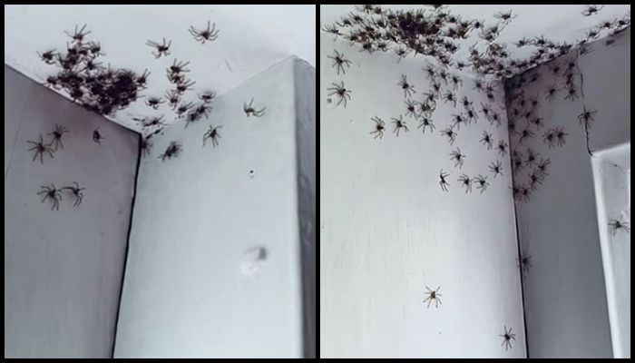 Australanka nadšená, když se na střeše dceřina pokoje uhnízdí armáda „roztomilých“ pavouků