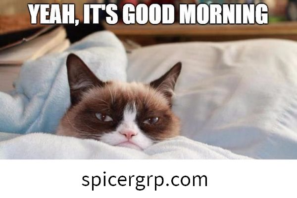 Kašķīgs kaķis Labrīt no rīta