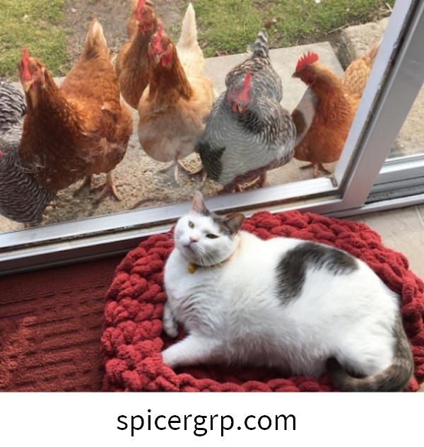 Imágenes de superior fat cat