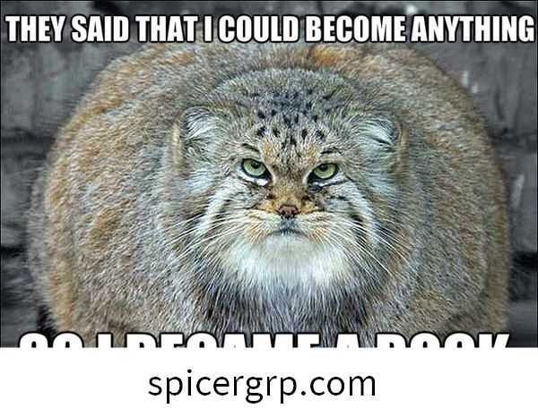 Buen gatito gordo meme