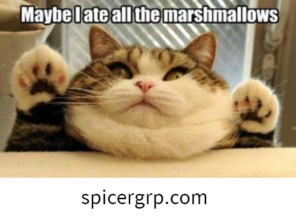 Meme gatito gordo popular