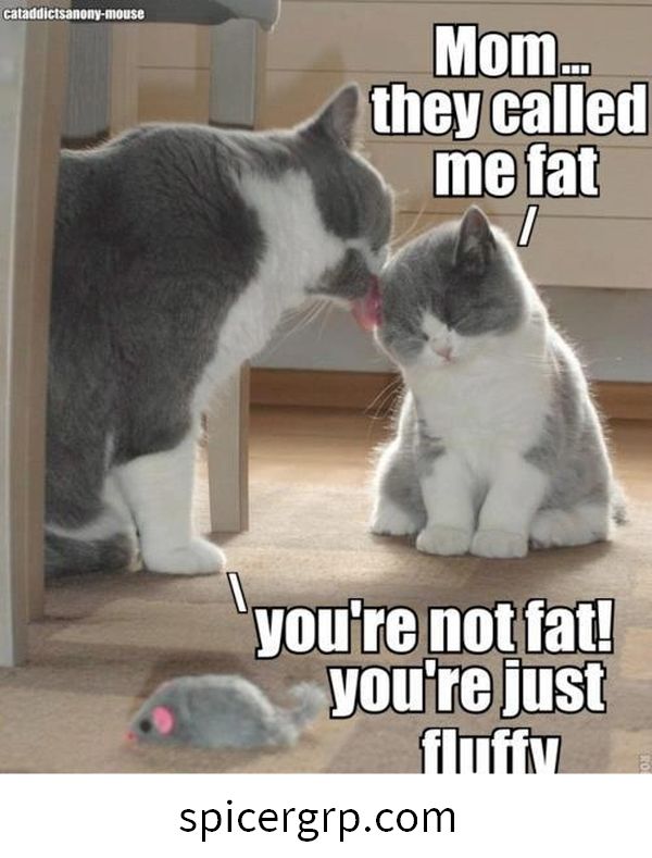 Meme gatito gordo impresionante
