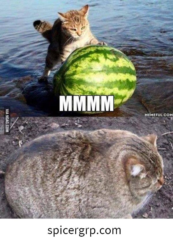 Meme gatito gordo
