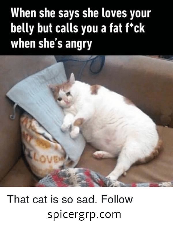 Meme gatito gordo excepcional