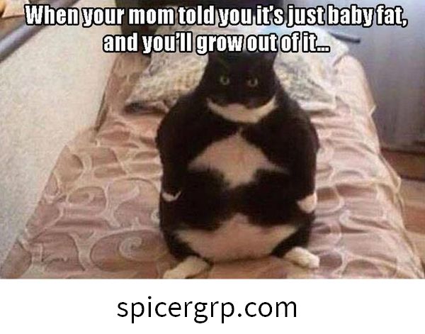 Increíbles memes graciosos de gatos gordos