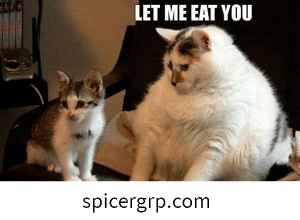 Aizraujoši smieklīgi tauku kaķēnu attēli