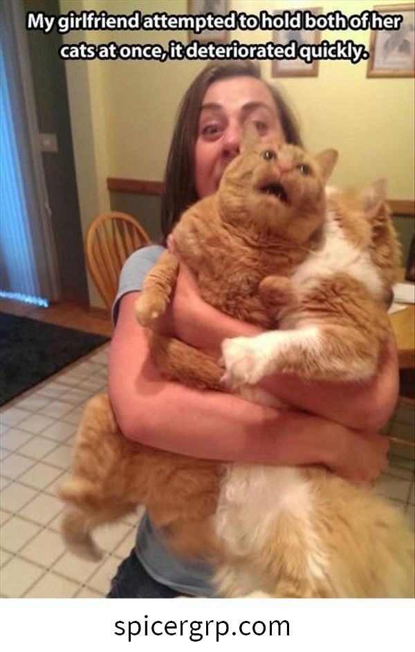 Bonnes photos drôles de gros chat