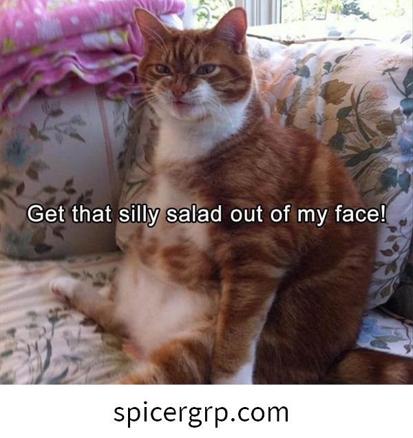 Lieliski smieklīgi resnu kaķu attēlu paraksti