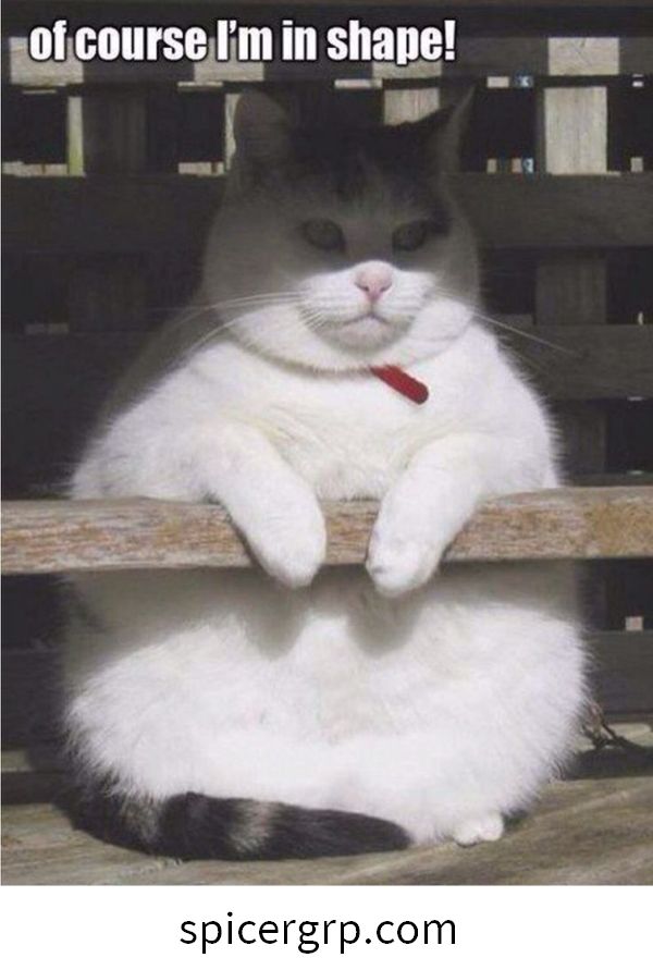 Meme lindo gato gordo
