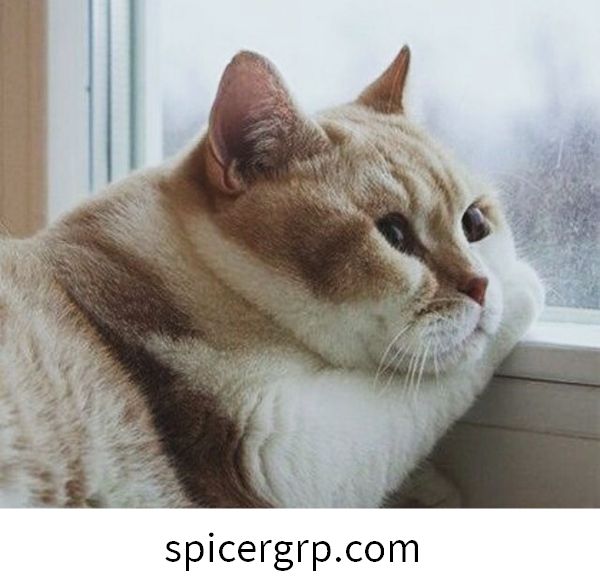 Фантастичне слике дебелих мачака