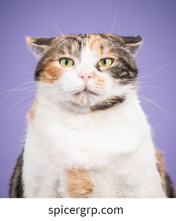 Fotos de moda de gatos gordos