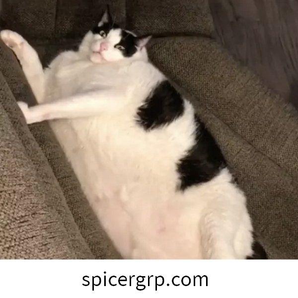 Lindas fotos de gatos gordos