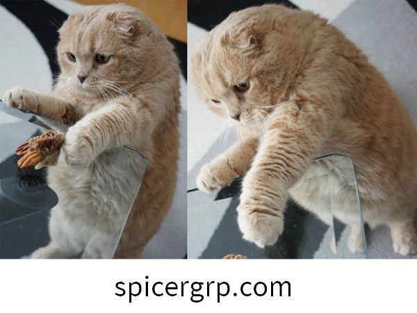 Aizraujoši lielu resnu kaķu attēli
