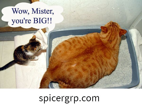 정말 뚱뚱한 고양이의 재미있는 사진