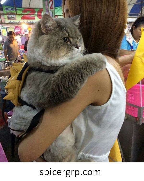 정말 뚱뚱한 고양이의 멋진 사진
