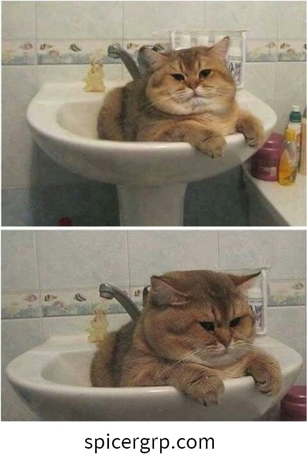 Increíble lindo meme gato gordo