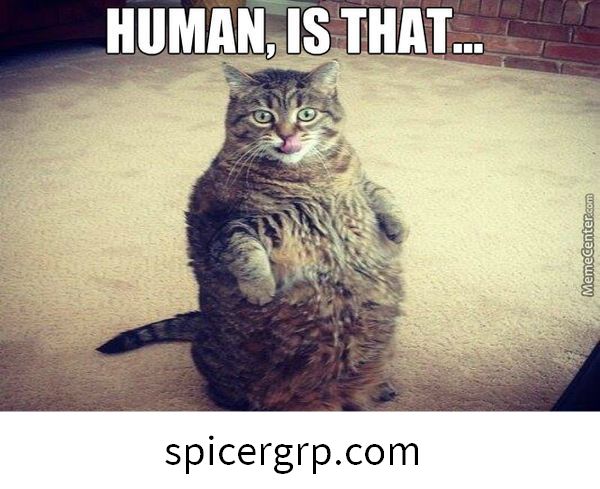 Superior lindo meme gato gordo