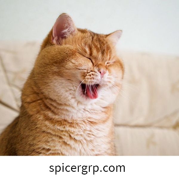 Imatges destacables de gats grassos