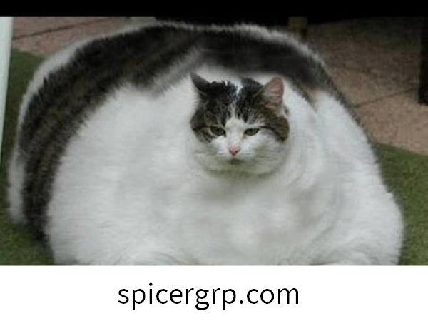 Fantàstiques imatges de gats grassos
