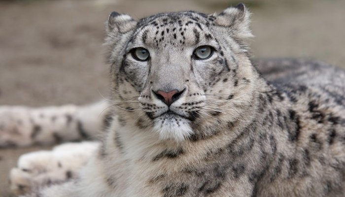 Snježni leopard ubio je više od 50 goveda u Hunzi