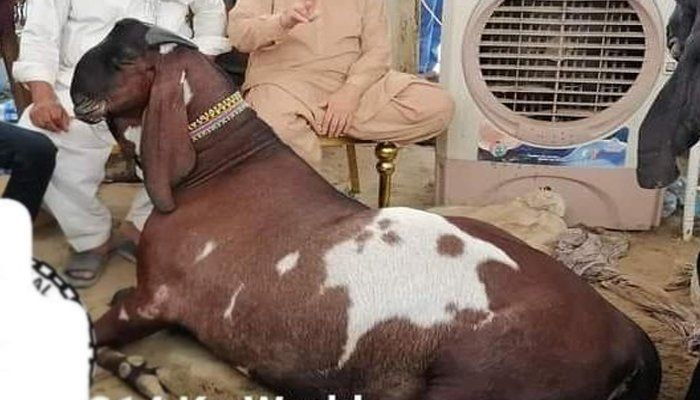 'Sher Dil', la cabra de 314 kg gana el concurso nacional de animales de sacrificio