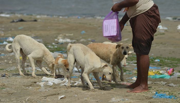 Karachi fiskare matar öar fulla av herrelösa hundar