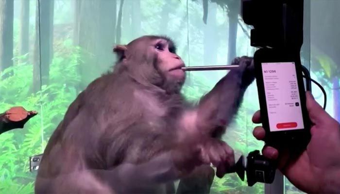 Monkey with brain-chip gaudeix dels videojocs pensant a través del Neuralink d'Elon Musk
