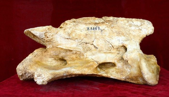 Forskare upptäcker fossil av det största landdäggdjur som någonsin har bott på jorden