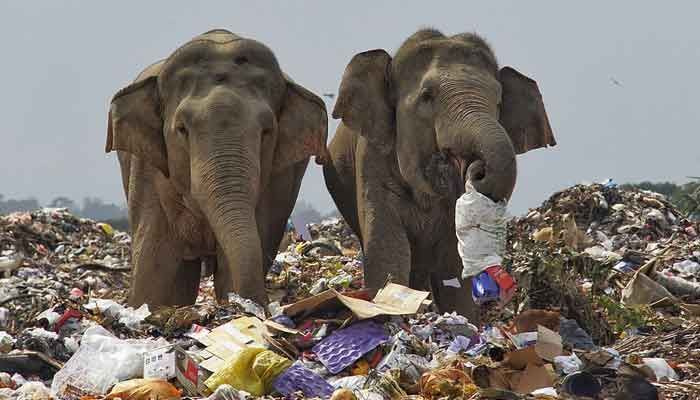 Hjärtskärande bilder av elefanter som letar efter mat på Sri Lankas soptipp blir virala