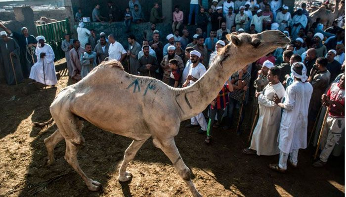 El Cairo busca frenar la matanza callejera de animales en Eid-ul-Azha