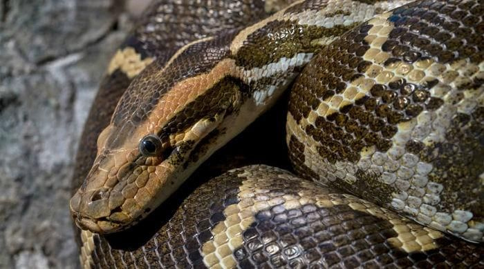 Indonesisk mann funnet død i en gigantisk python
