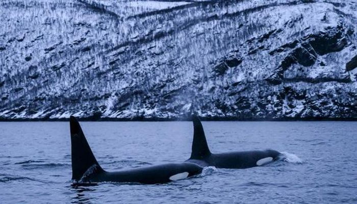 Více než 100 velryb zahyne poté, co se na Novém Zélandu dostaly na pláž