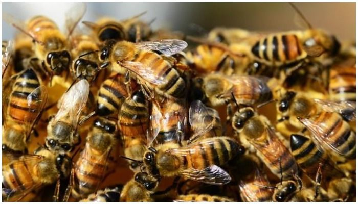 アリゾナ州の男性が子供を救出している間にミツバチに殺された