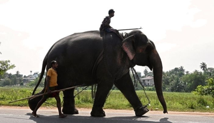 Srí Lanka uvaluje zákaz „řízení v opilosti“ slonů